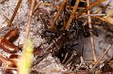 ZZ_ZZXYX_D7752_Z_88_North Stradbroke island_Australie